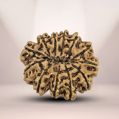 12 Mukhi Nepali Rudraksha