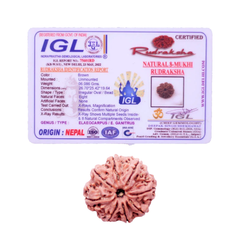 8 Mukhi Rudraksha (Nepali) - Collector