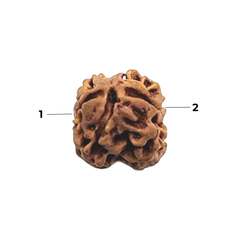 2 Mukhi Rudraksha (Nepali) - Regular