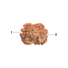 2 Mukhi Rudraksha (Nepali) - Medium