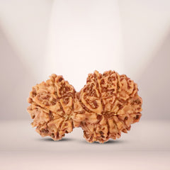 Natural 15 Mukhi Rudraksha (Nepali) - Gaurishankar