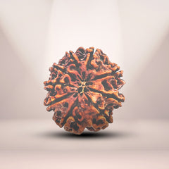 9 Mukhi Rudraksha (Nepali) - Super Collector