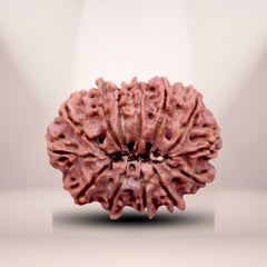 13 Mukhi Rudraksha (Nepali) - Collector