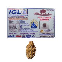 2 Mukhi Rudraksha (Nepali) - Collector