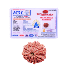 8 Mukhi Rudraksha (Nepali) - Medium