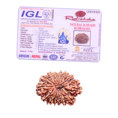 16 Mukhi Rudraksha (Nepali) - Super Collector