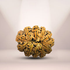 11 Mukhi Rudraksha (Nepali) - Super Collector