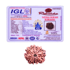 10 Mukhi Rudraksha (Nepali) - Collector