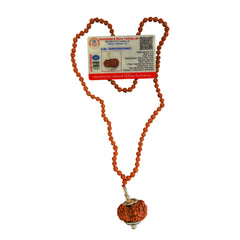 11 Mukhi Rudraksha With 5 Mukhi Rudraksha Mala