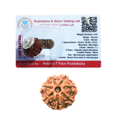 7 Mukhi Rudraksha (Nepali) - Regular