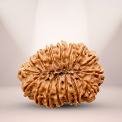 16 Mukhi Rudraksha (Nepali) - Collector