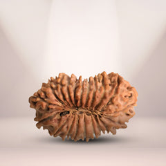 20 Mukhi Rudraksha (Nepali) - Collector