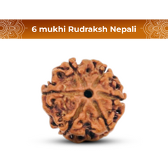 6 Mukhi Rudraksha (Nepali) - Regular