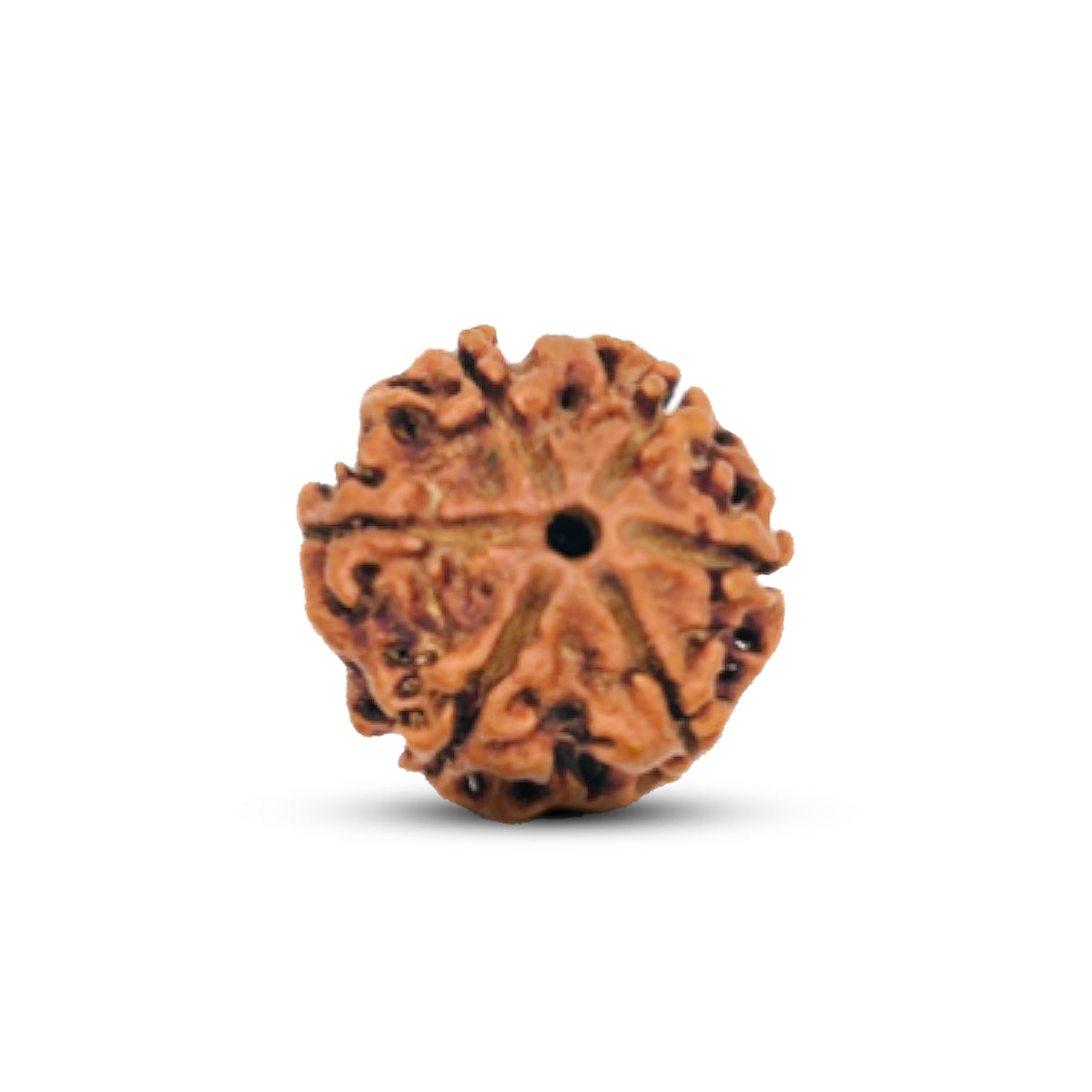 6 Mukhi Rudraksha (Nepali) - Regular