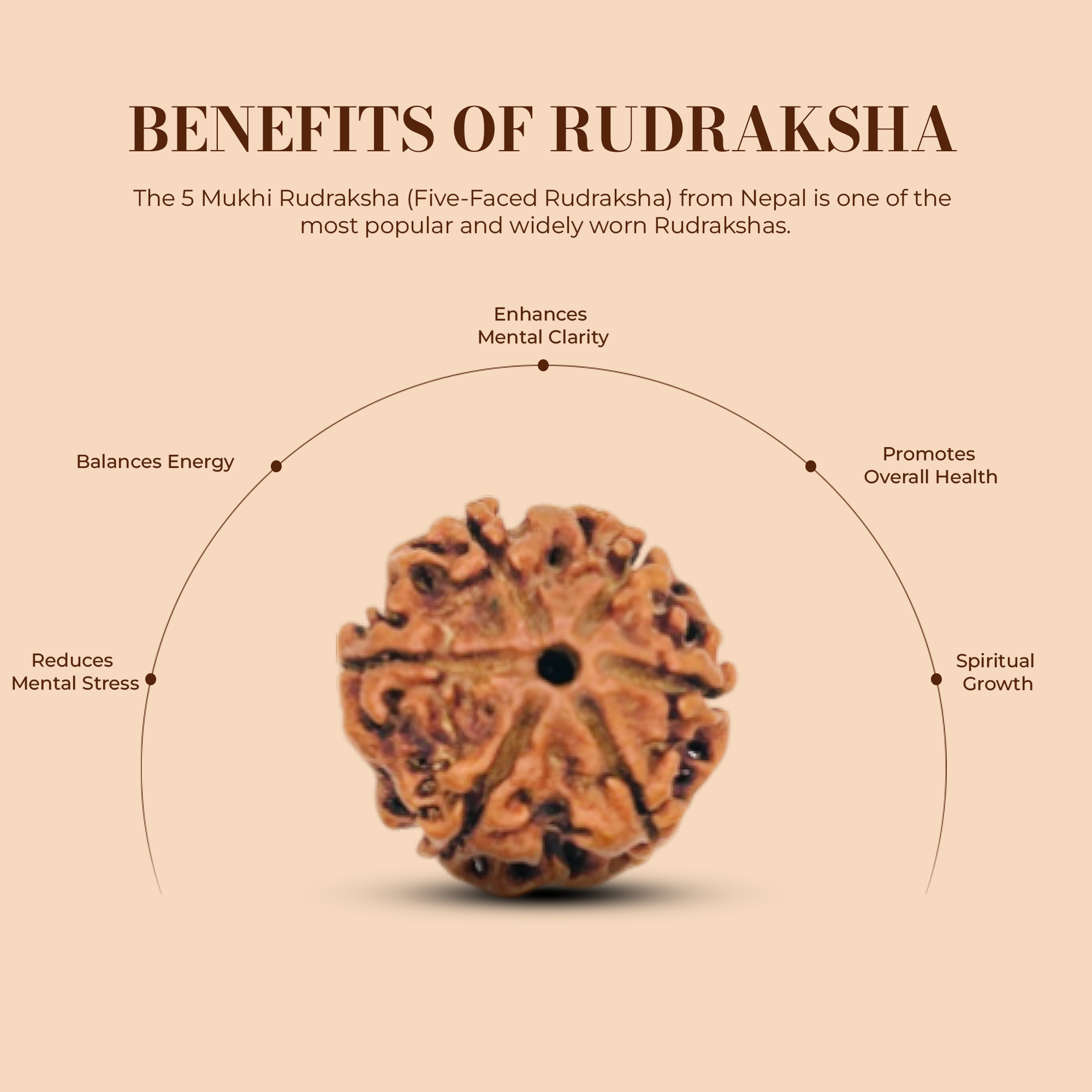 6 Mukhi Rudraksha (Nepali) - Medium