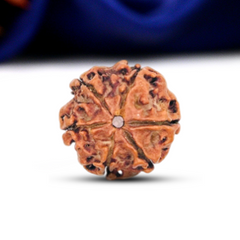 6 Mukhi Rudraksha (Nepali) - Regular