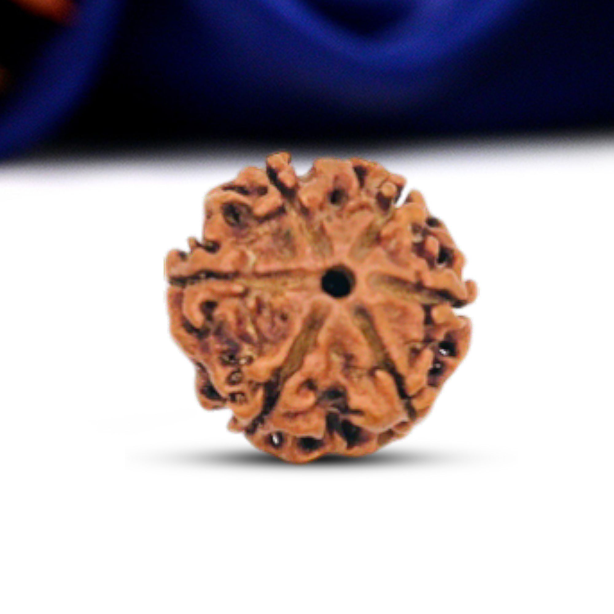 6 Mukhi Rudraksha (Nepali) - Medium