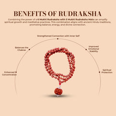 6 Mukhi Rudraksha With 5 Mukhi Rudraksha Mala