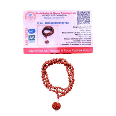 6 Mukhi Rudraksha With 5 Mukhi Rudraksha Mala