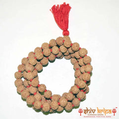 6 Mukhi Rudraksha Mala