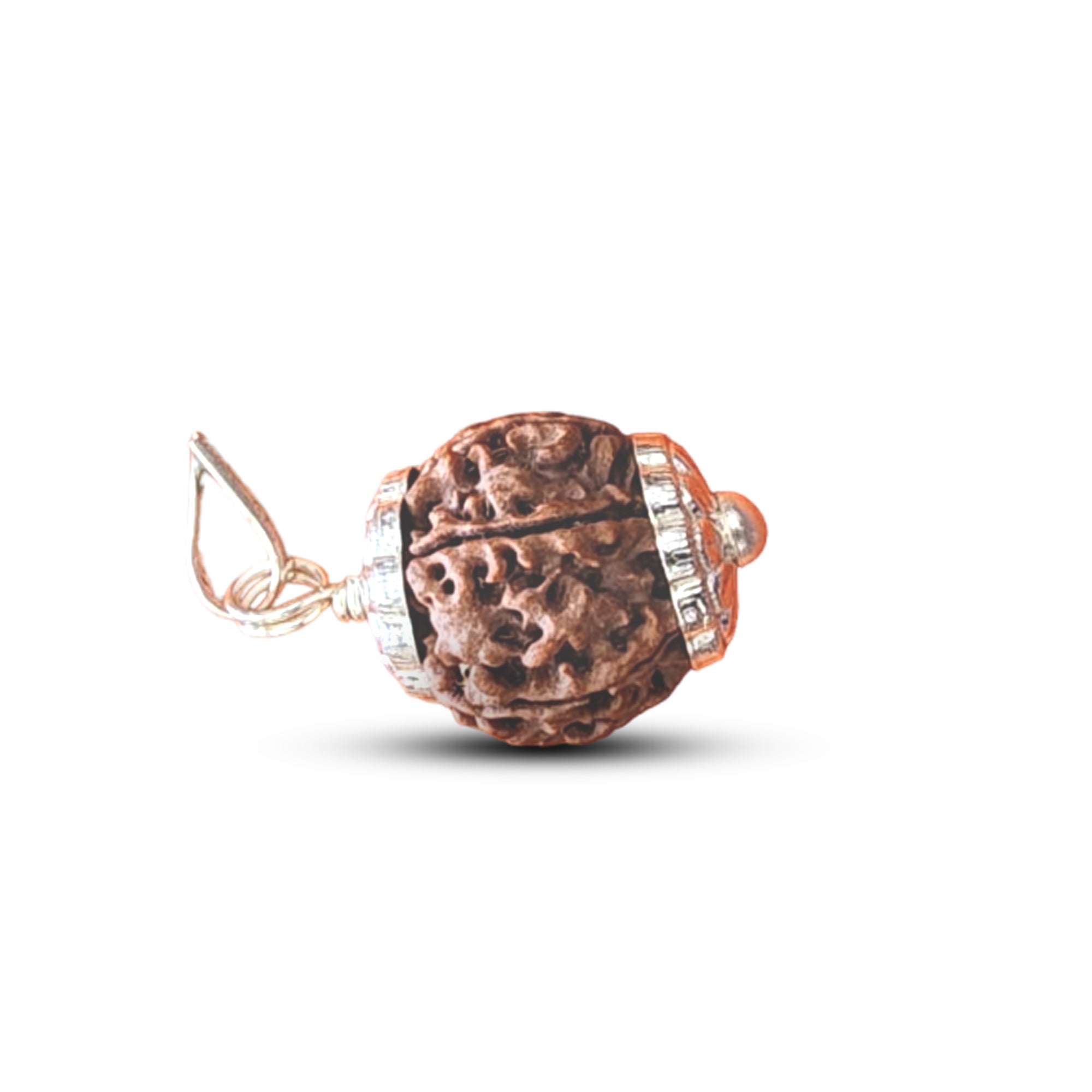 6 Mukhi Rudraksha (Nepali) - Medium