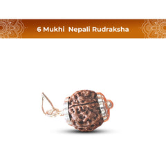 6 Mukhi Rudraksha (Nepali) - Super Collector