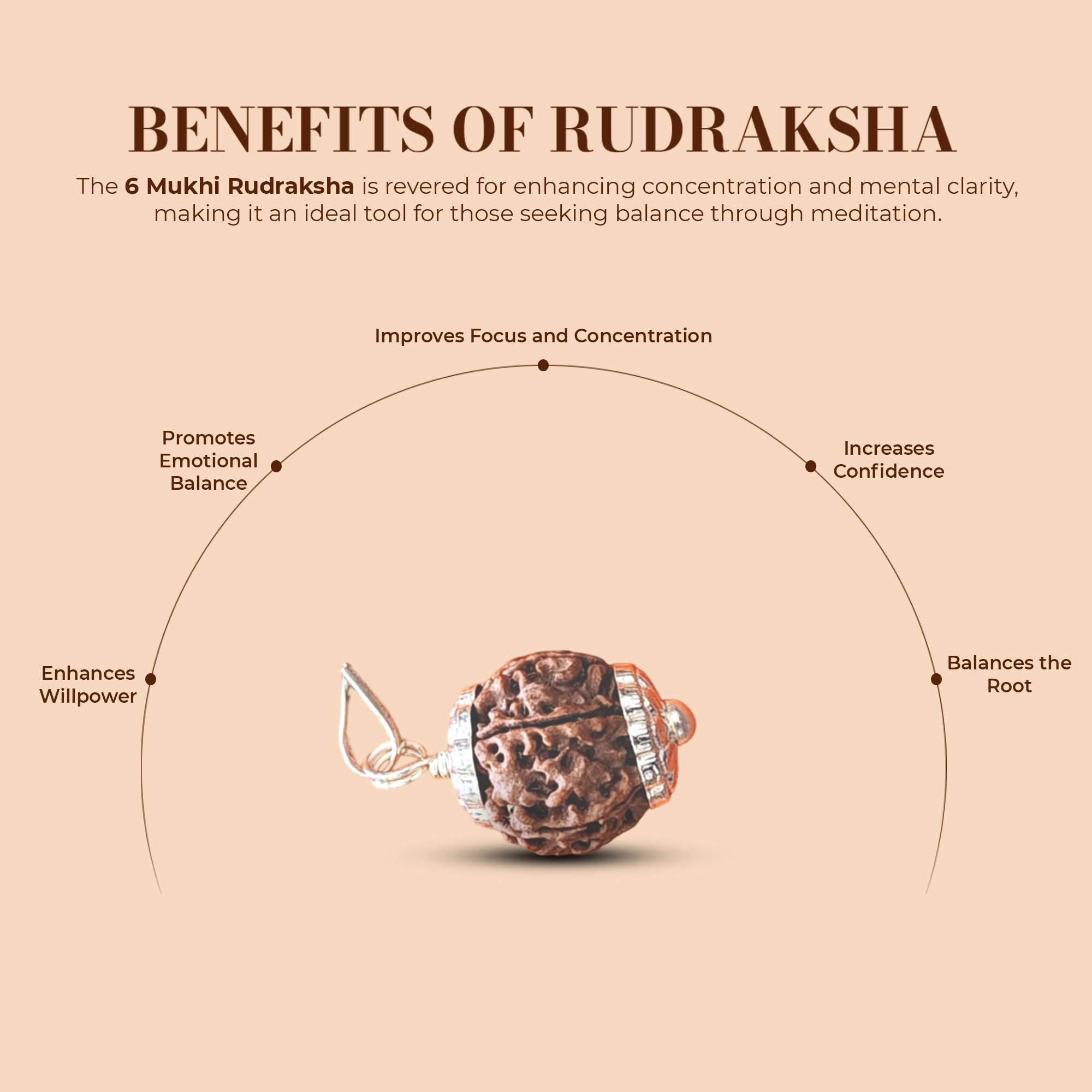 6 Mukhi Rudraksha (Nepali) - Super Collector