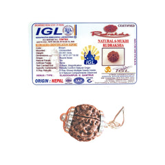 6 Mukhi Rudraksha (Nepali) - Collector