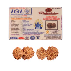 Natural 15 Mukhi Rudraksha (Nepali) - Gaurishankar