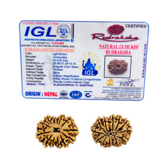 13 Mukhi Rudraksha (Nepali) - Medium