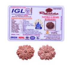 11 Mukhi Rudraksha (Nepali) - Collector