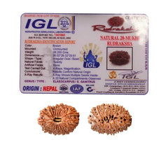 20 Mukhi Rudraksha (Nepali) - Super Collector