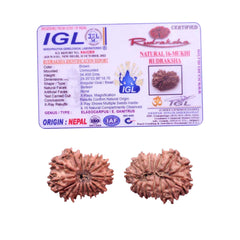 16 Mukhi Rudraksha (Nepali) - Medium