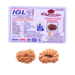 17 Mukhi Rudraksha (Nepali) - Collector