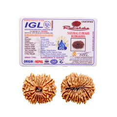 17 Mukhi Rudraksha (Nepali) - Regular