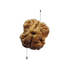 2 Mukhi Rudraksha (Nepali) - Super Collector