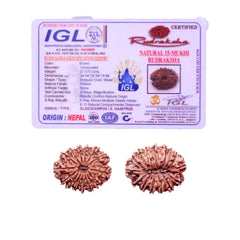 15 Mukhi Rudraksha (Nepali) - Super Collector