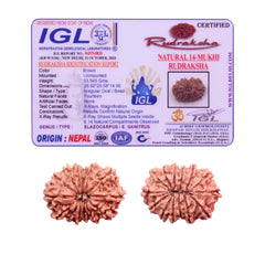 14 Mukhi Rudraksha (Nepali) - Medium