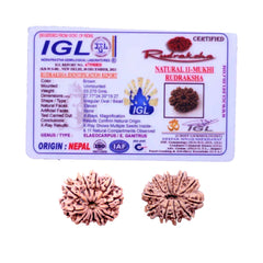 11 Mukhi Rudraksha (Nepali) - Medium