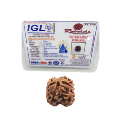 2 Mukhi Rudraksha (Nepali) - Regular