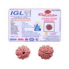 9 Mukhi Rudraksha (Nepali) - Regular