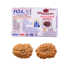 16 Mukhi Rudraksha (Nepali) - Collector