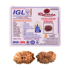 20 Mukhi Rudraksha (Nepali) - Collector