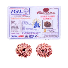 12 Mukhi Rudraksha (Nepali) - Collector