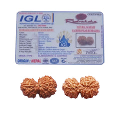 Natural 16 Mukhi Rudraksha (Nepali) - Gaurishankar