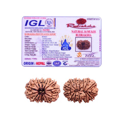 14 Mukhi Rudraksha (Nepali) - Super Collector