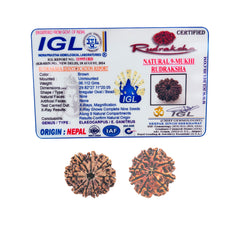 9 Mukhi Rudraksha (Nepali) - Super Collector