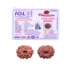 13 Mukhi Rudraksha (Nepali) - Collector