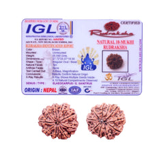 10 Mukhi Rudraksha (Nepali) - Medium