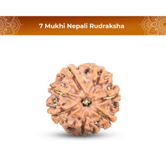 7 Mukhi Rudraksha (Nepali) - Super Collector